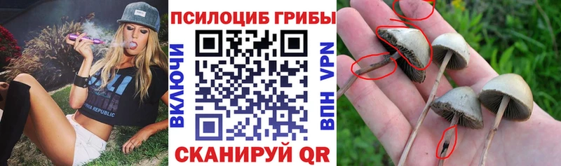 как найти закладки  Власиха  Псилоцибиновые грибы мицелий 